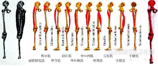 图5　人体下肢骨肌系统及生物力学模型