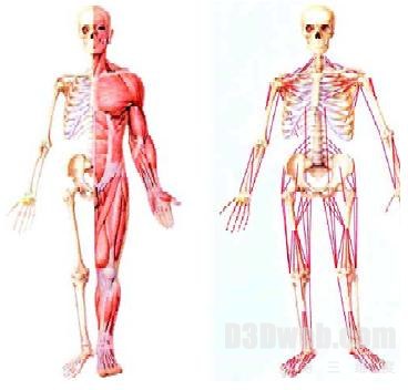 图1 　人体“骨骼- 肌肉- 韧带”生物力学模型