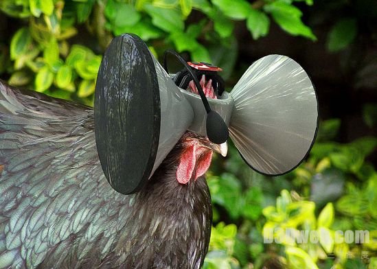 奇葩：美国公司为鸡笼饲养鸡打造虚拟田园错觉