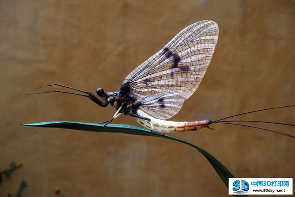 life-like-insect-models-3d-printing-1