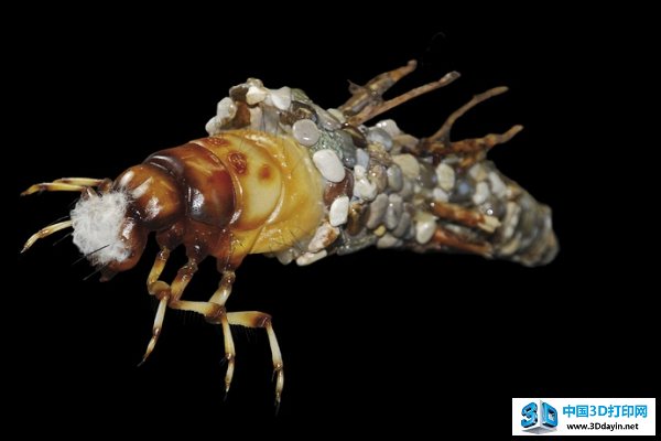 life-like-insect-models-3d-printing-3