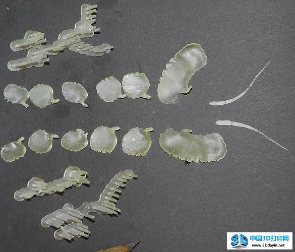 life-like-insect-models-3d-printing-10