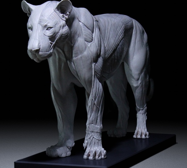 艺术家3D打印超精细大型猫科动物解剖模型 艺术家3D打印超精细大型猫科动物解剖模型