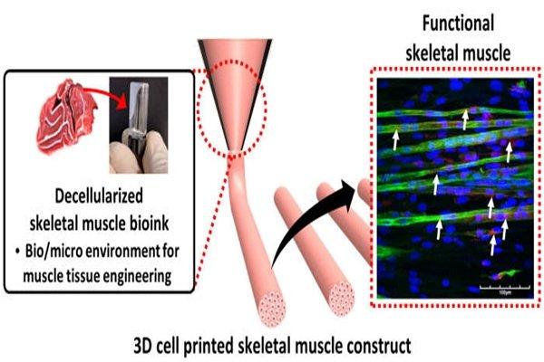 西部世界成真？ 韩国用3D打印技术成功制造肌肉