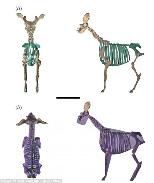 科学家用3D扫描数字化复原长颈鹿远祖瓦西鹿