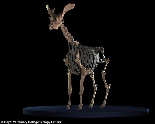 科学家用3D扫描数字化复原长颈鹿远祖瓦西鹿