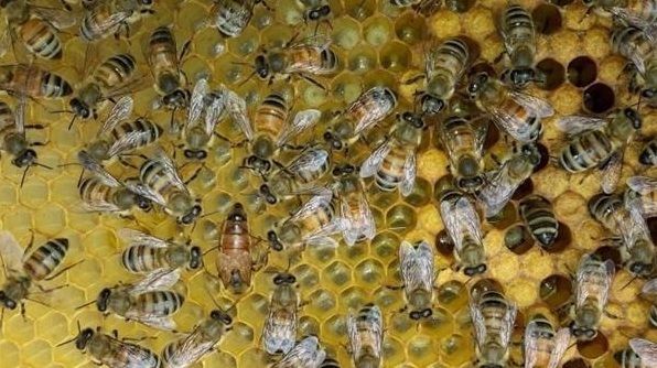 HiveHaven仍然将坚持采用回收塑料3D打印蜂房