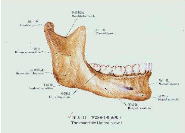 下颌骨