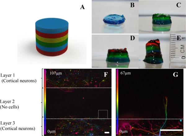 科学家找到可以3D打印出类似大脑结构的方法