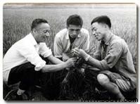 李庆逵(左一)等在研究水稻生长情况