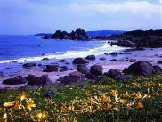 种差海岸