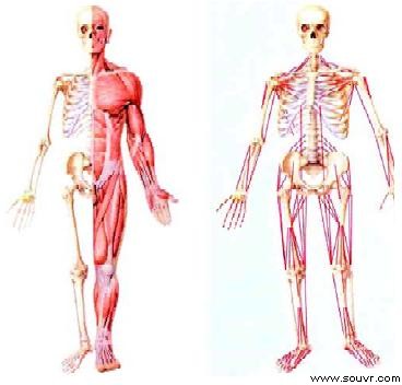 图1 　人体“骨骼- 肌肉- 韧带”生物力学模型