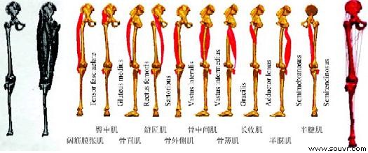 图5　人体下肢骨肌系统及生物力学模型