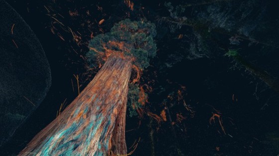 亲密接触大树感受自然环境 英工作室推新型VR软件