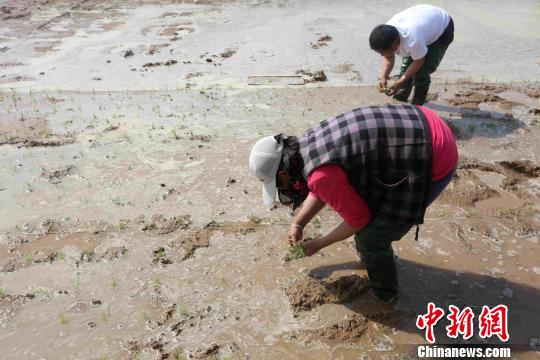 袁隆平：海水稻技术可增1亿亩良田多养活8千万人